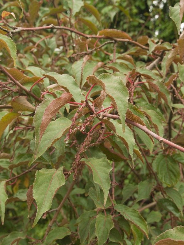 Stachyurus chinensis - Herrenkamper Gärten - Pflanzenraritäten