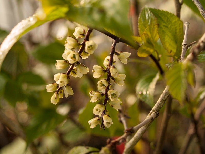 Stachyurus chinensis - Herrenkamper Gärten - Pflanzenraritäten