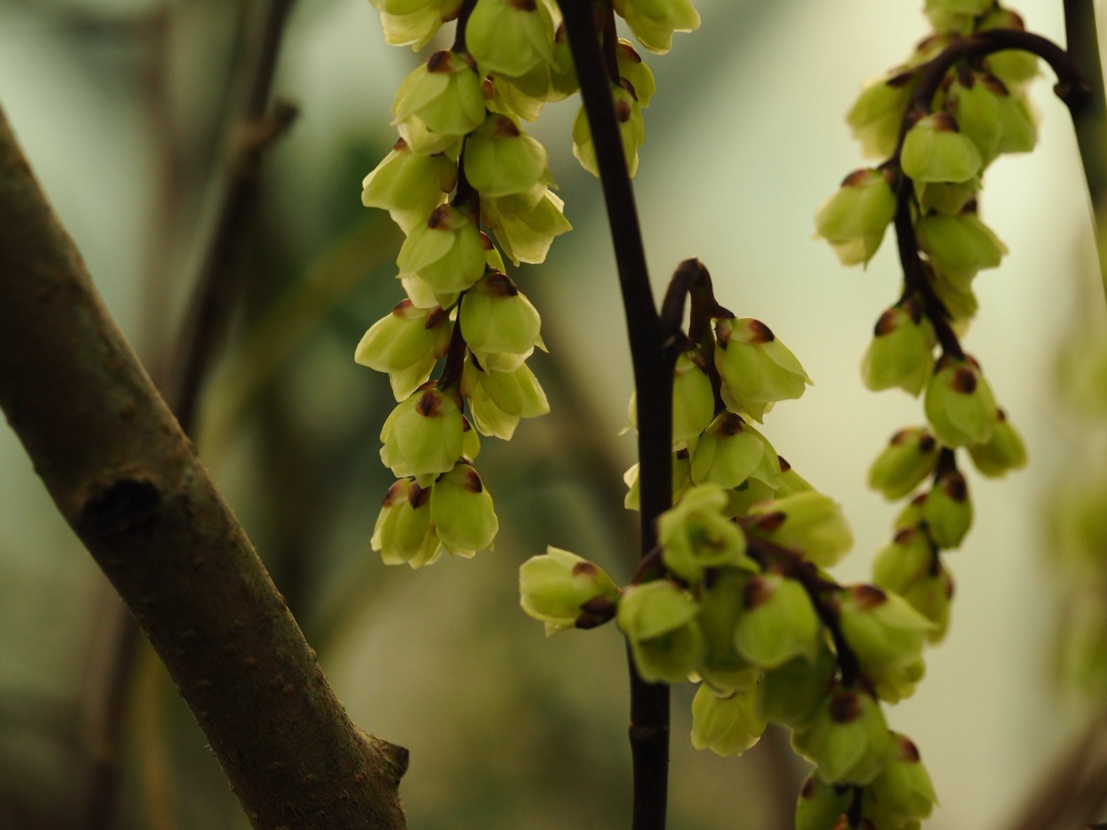 Stachyurus chinensis 'Celina' - Herrenkamper Gärten - Pflanzenraritäten