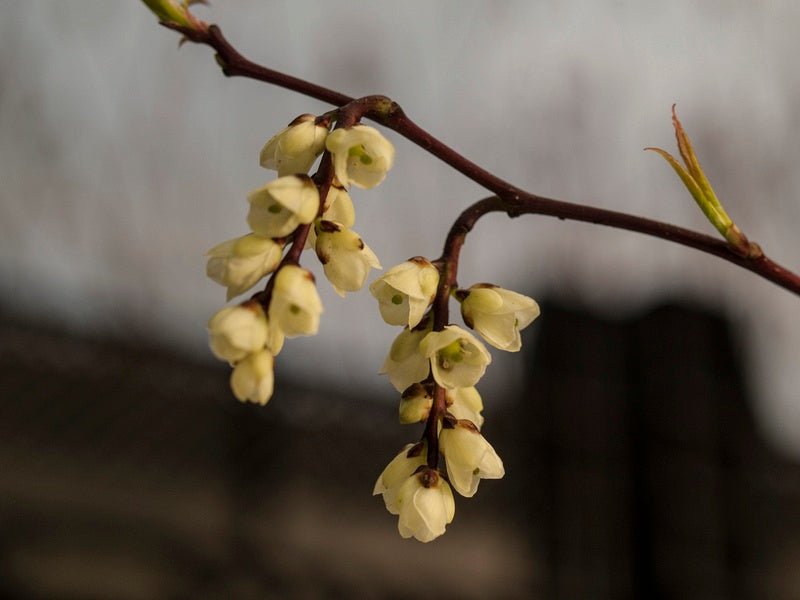 Stachyurus chinensis 'Joy Forever' - Herrenkamper Gärten - Pflanzenraritäten