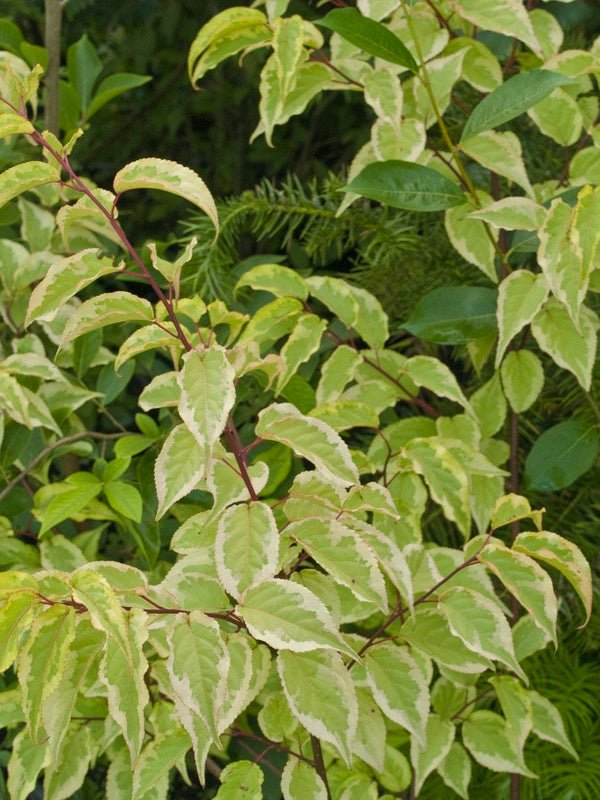 Stachyurus chinensis 'Joy Forever' - Herrenkamper Gärten - Pflanzenraritäten