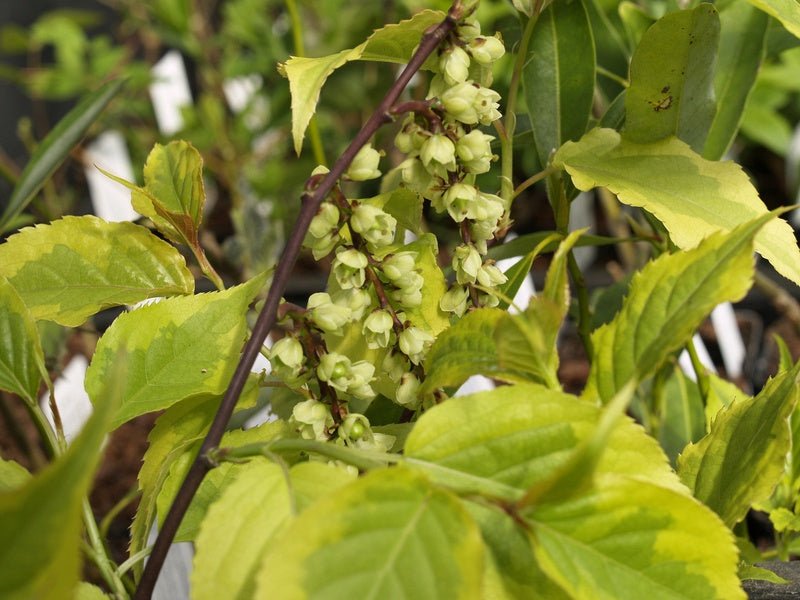 Stachyurus chinensis 'Joy Forever' - Herrenkamper Gärten - Pflanzenraritäten