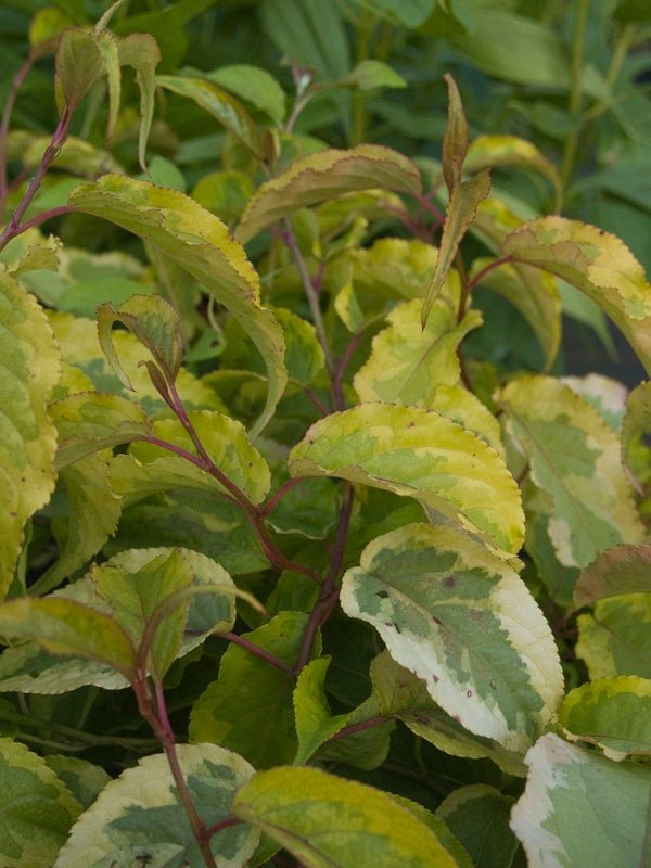 Stachyurus chinensis 'Joy Forever' - Herrenkamper Gärten - Pflanzenraritäten