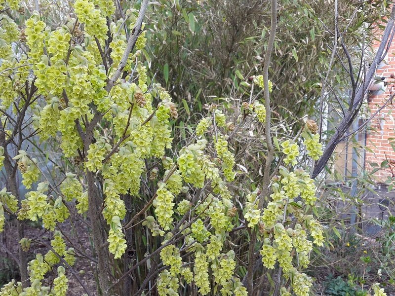 Stachyurus praecox - Herrenkamper Gärten - Pflanzenraritäten