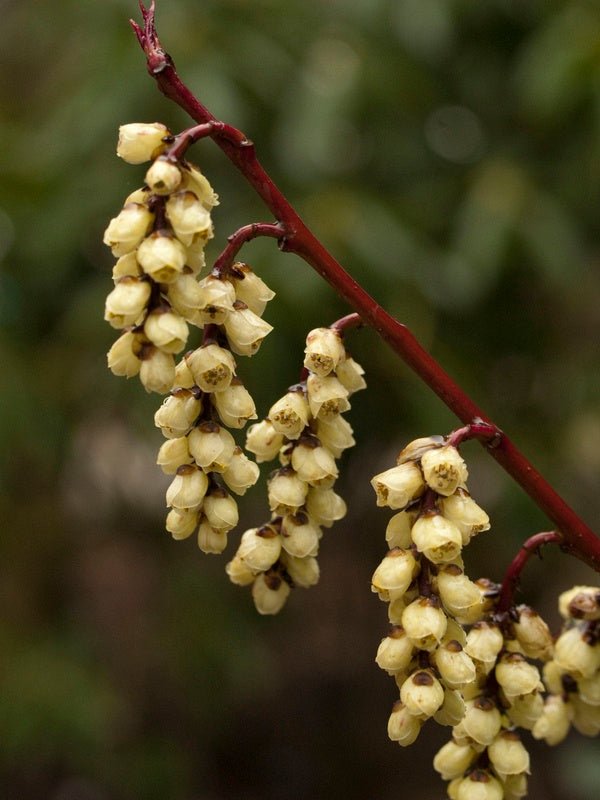 Stachyurus praecox - Herrenkamper Gärten - Pflanzenraritäten