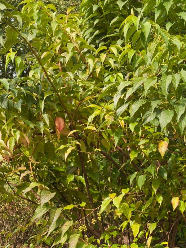 Stachyurus praecox - Herrenkamper Gärten - Pflanzenraritäten