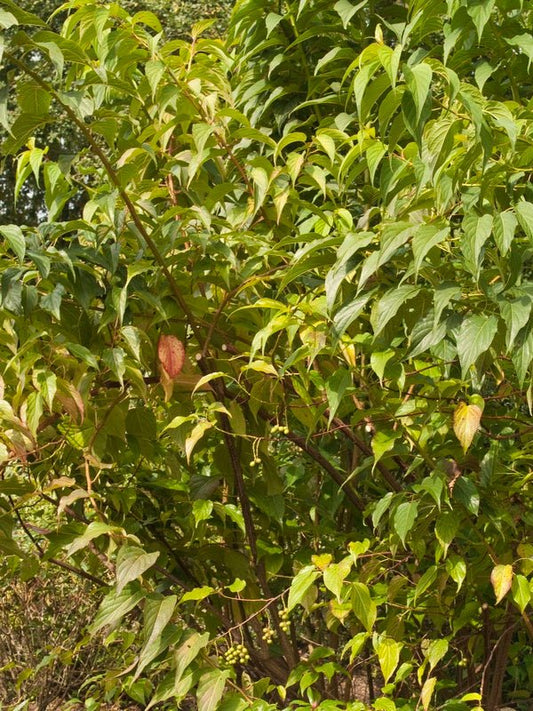 Stachyurus praecox - Herrenkamper Gärten - Pflanzenraritäten