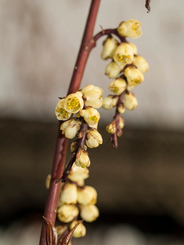 Stachyurus praecox 'Rubifolius' - Herrenkamper Gärten - Pflanzenraritäten