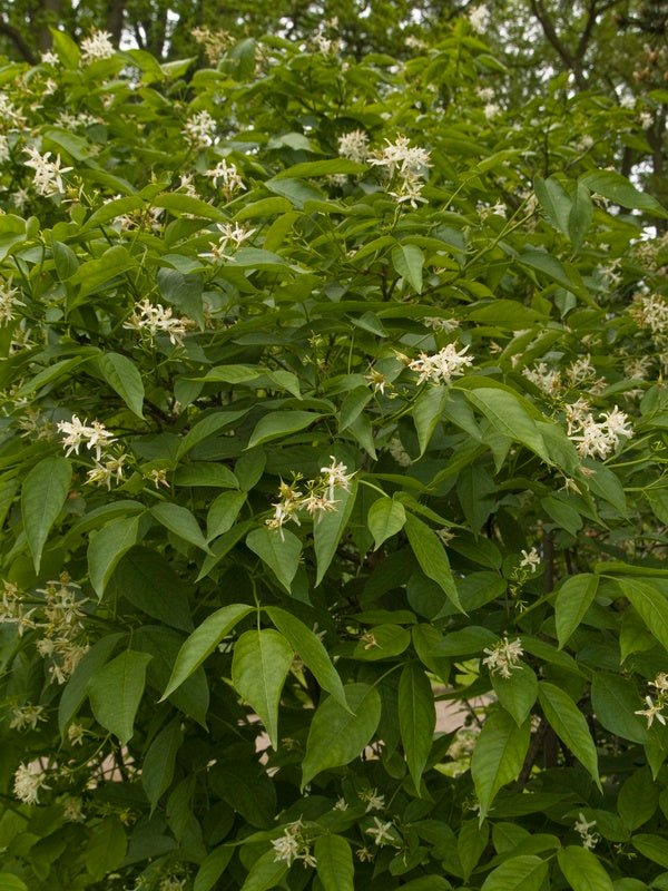 Staphylea bumalda - Herrenkamper Gärten - Pflanzenraritäten