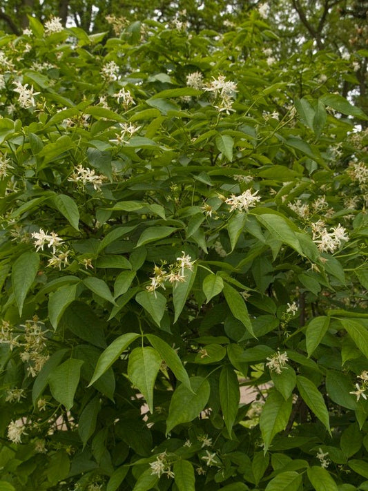 Staphylea bumalda - Herrenkamper Gärten - Pflanzenraritäten