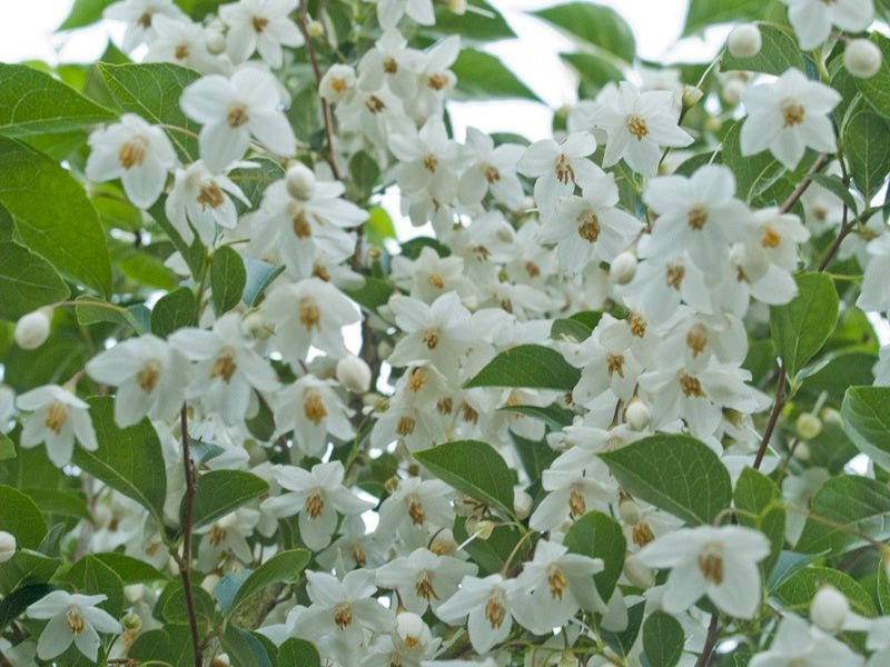 Styrax japonicus - Herrenkamper Gärten - Pflanzenraritäten