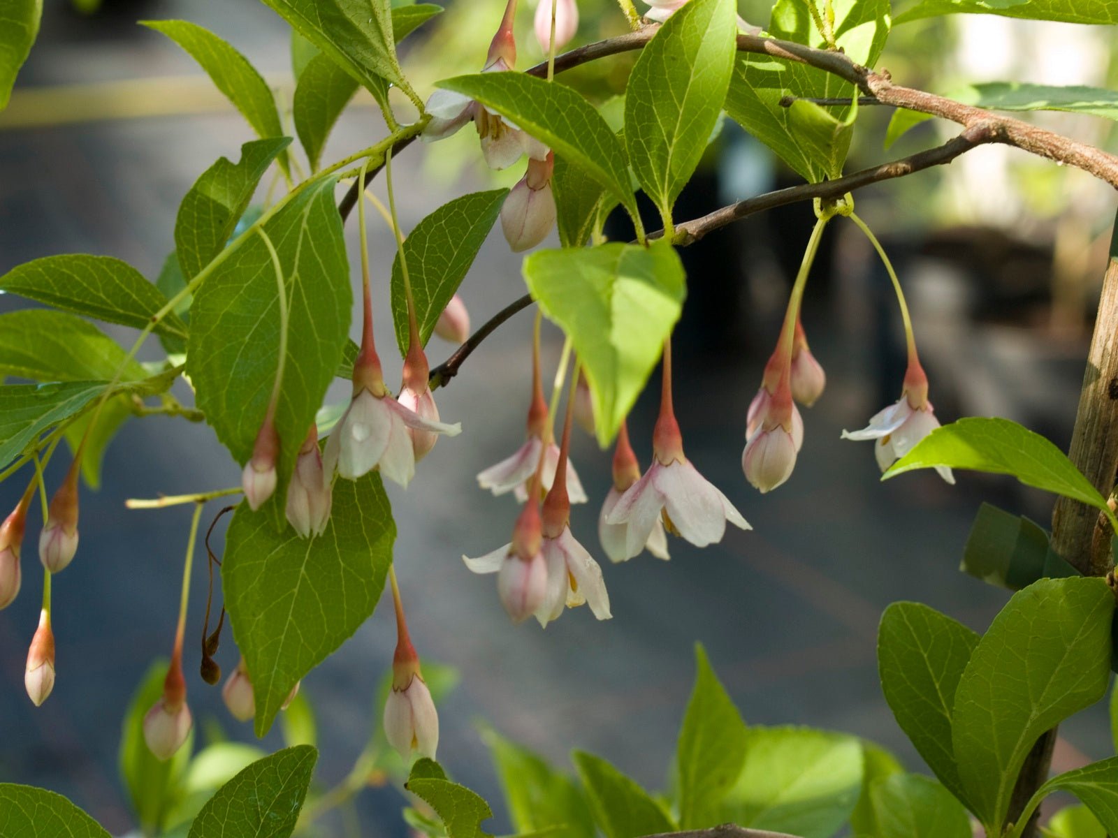 Styrax japonicus Beni Bana Selektion - Herrenkamper Gärten - Pflanzenraritäten
