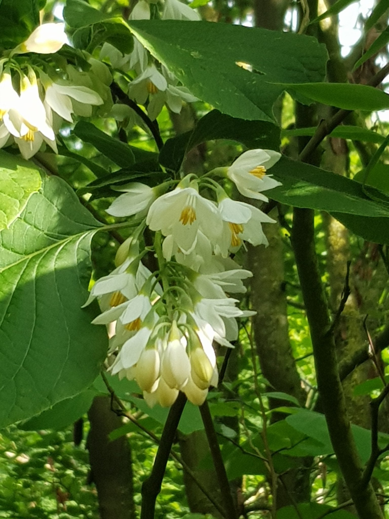 Styrax obassia - Herrenkamper Gärten - Pflanzenraritäten