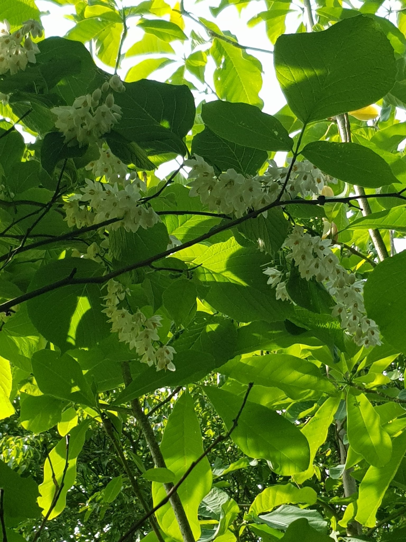 Styrax obassia - Herrenkamper Gärten - Pflanzenraritäten