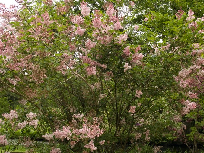 Syringa josikaea - Herrenkamper Gärten - Pflanzenraritäten