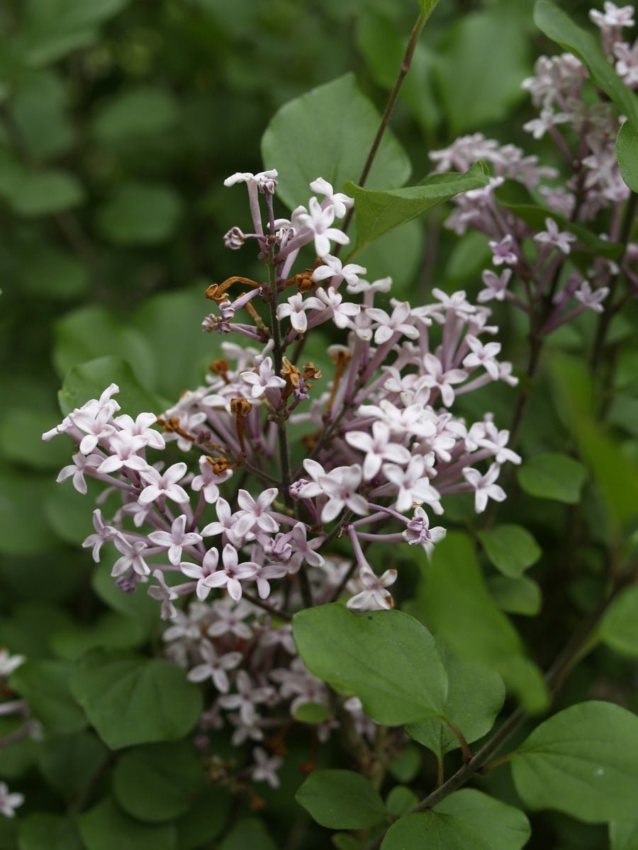 Syringa meyeri 'Palibin' - Herrenkamper Gärten - Pflanzenraritäten
