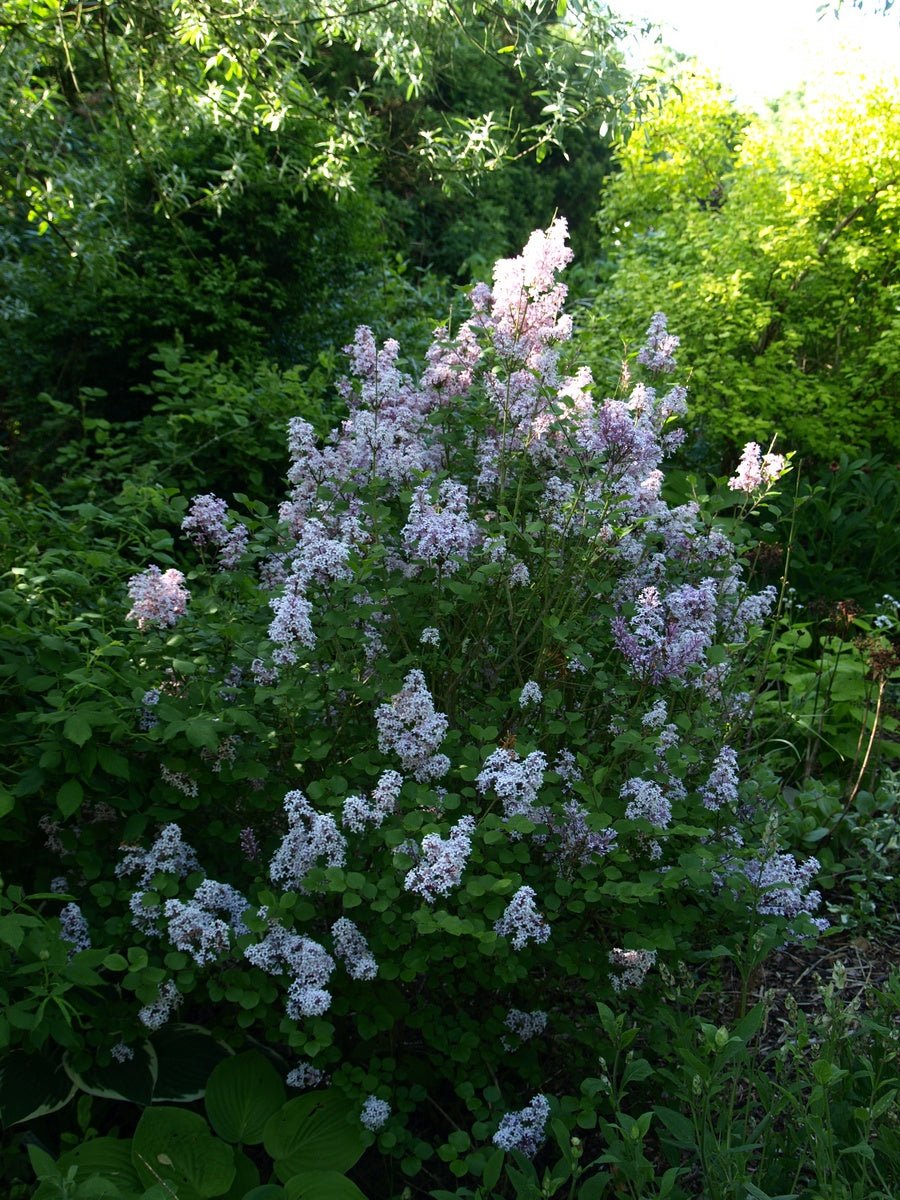 Syringa meyeri 'Palibin' - Herrenkamper Gärten - Pflanzenraritäten