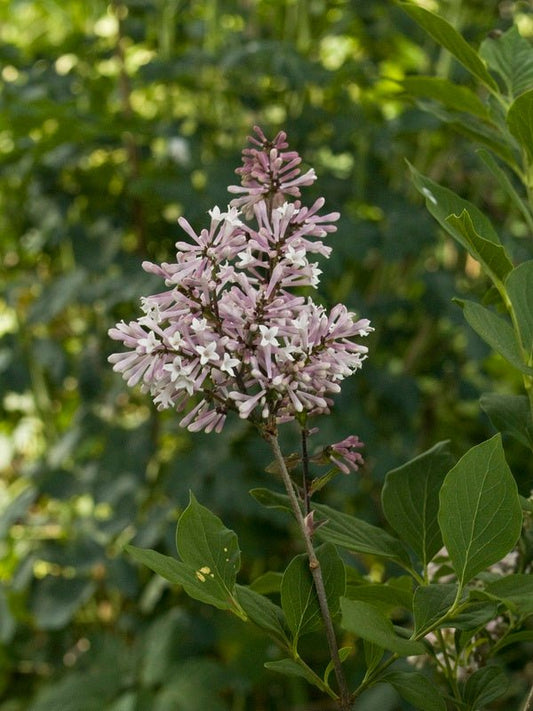 Syringa patula 'Miss Kim' - Herrenkamper Gärten - Pflanzenraritäten