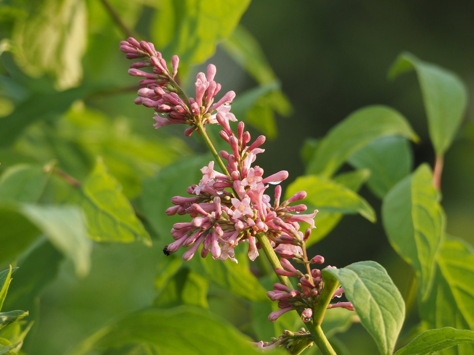 Syringa prestoniae (x) 'James MacFarlane' - Herrenkamper Gärten - Pflanzenraritäten