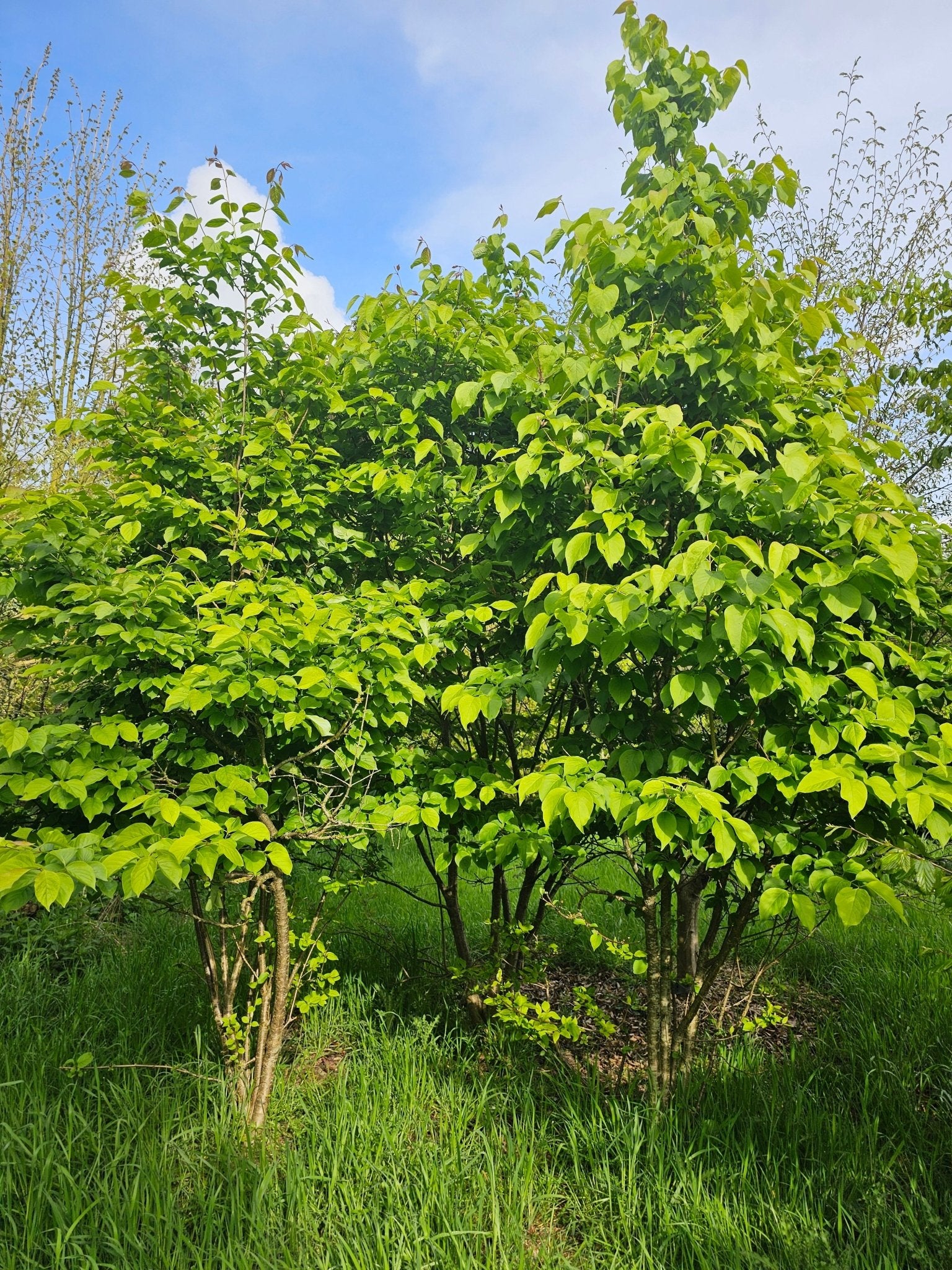 Syringa reticulata - Herrenkamper Gärten - Pflanzenraritäten
