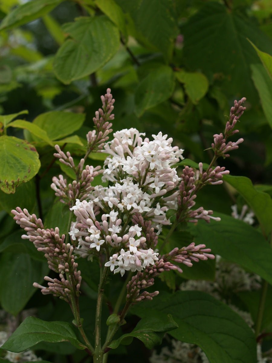 Syringa villosa - Herrenkamper Gärten - Pflanzenraritäten