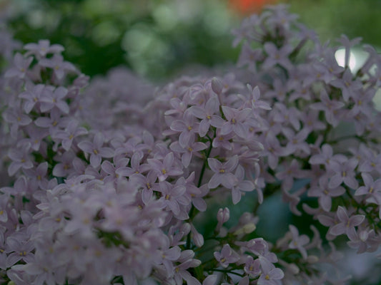 Syringa x persica 'Laciniata' - Herrenkamper Gärten - Pflanzenraritäten