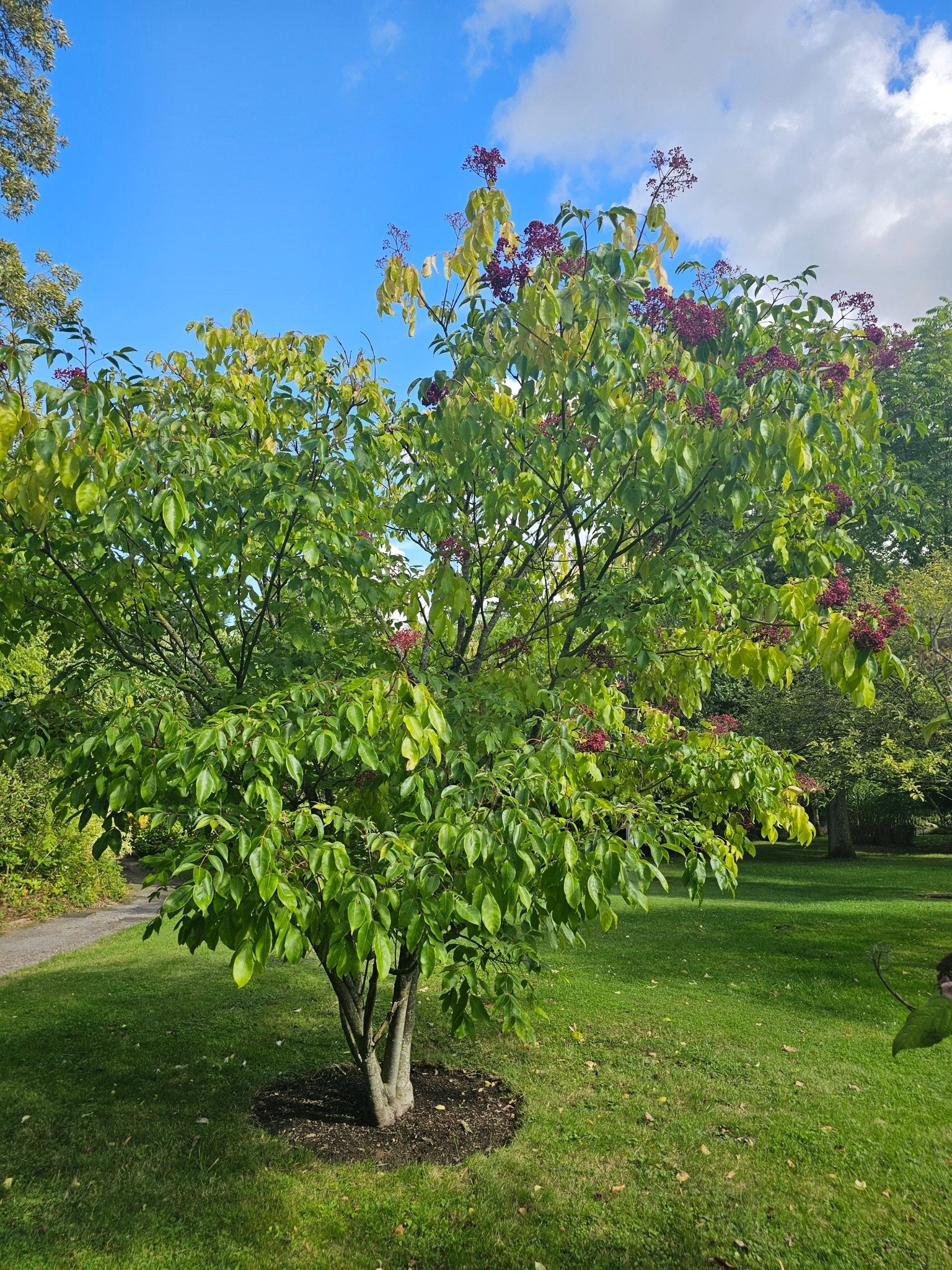 Tetradium daniellii 'Hupehense Grp.' (syn.: Euodia) - Herrenkamper Gärten - Pflanzenraritäten