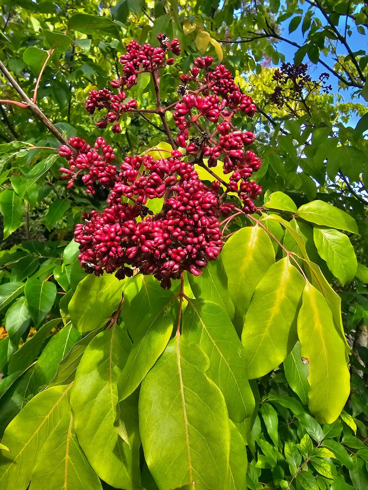 Tetradium daniellii 'Hupehense Grp.' (syn.: Euodia) - Herrenkamper Gärten - Pflanzenraritäten