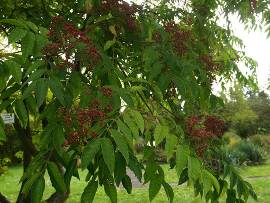 Tetradium (syn.: Euodia) daniellii - Herrenkamper Gärten - Pflanzenraritäten