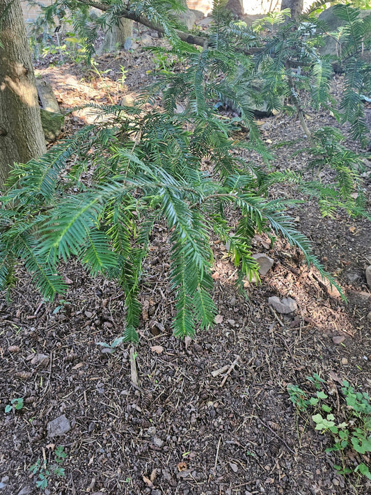 Torreya californica - Herrenkamper Gärten - Pflanzenraritäten