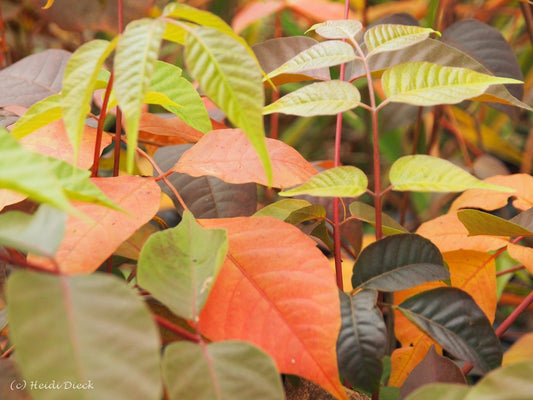 Toxicodendron sylvestre - Herrenkamper Gärten - Pflanzenraritäten
