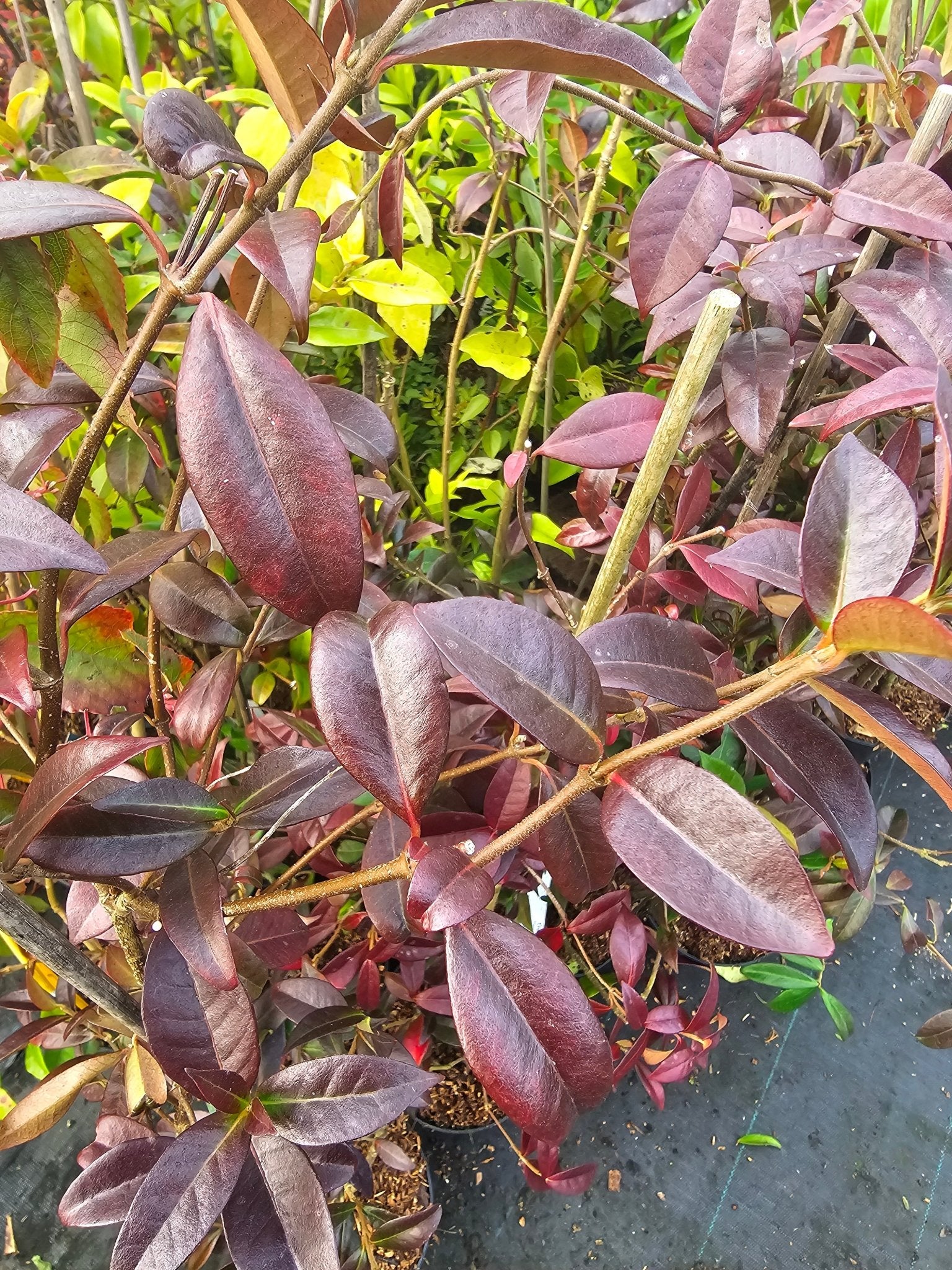 Trachelospermum jasminoides - Herrenkamper Gärten - Pflanzenraritäten