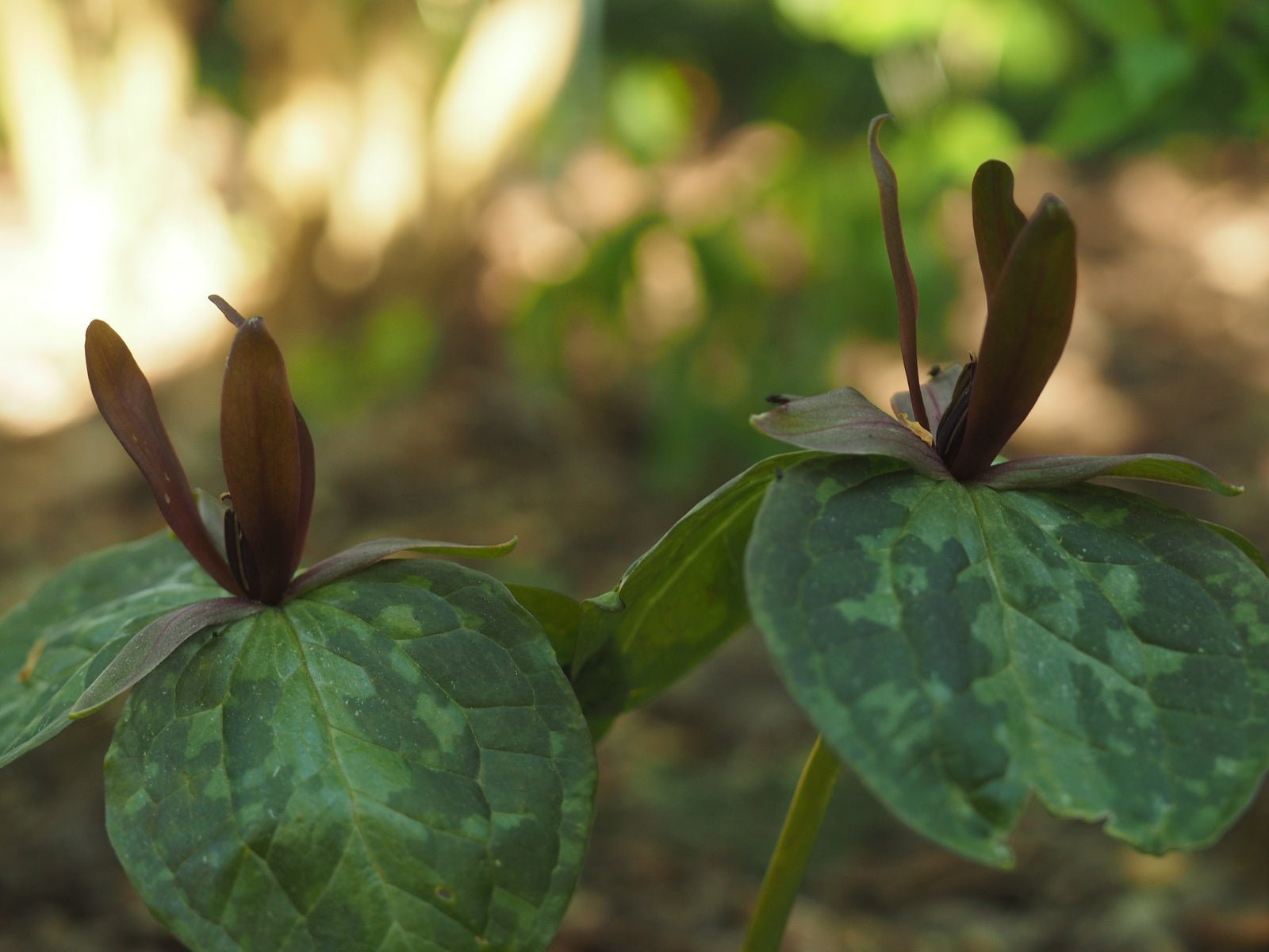 Trillium cuneatum - Herrenkamper Gärten - Pflanzenraritäten