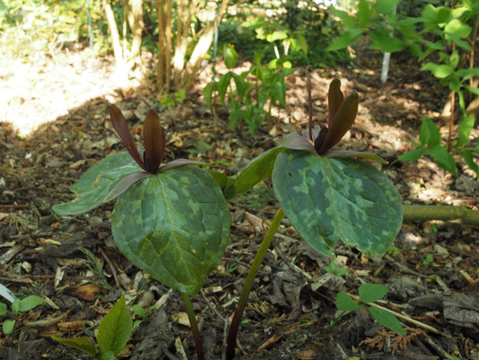 Trillium cuneatum - Herrenkamper Gärten - Pflanzenraritäten