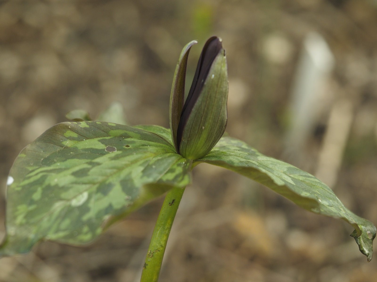 Trillium cuneatum - Herrenkamper Gärten - Pflanzenraritäten