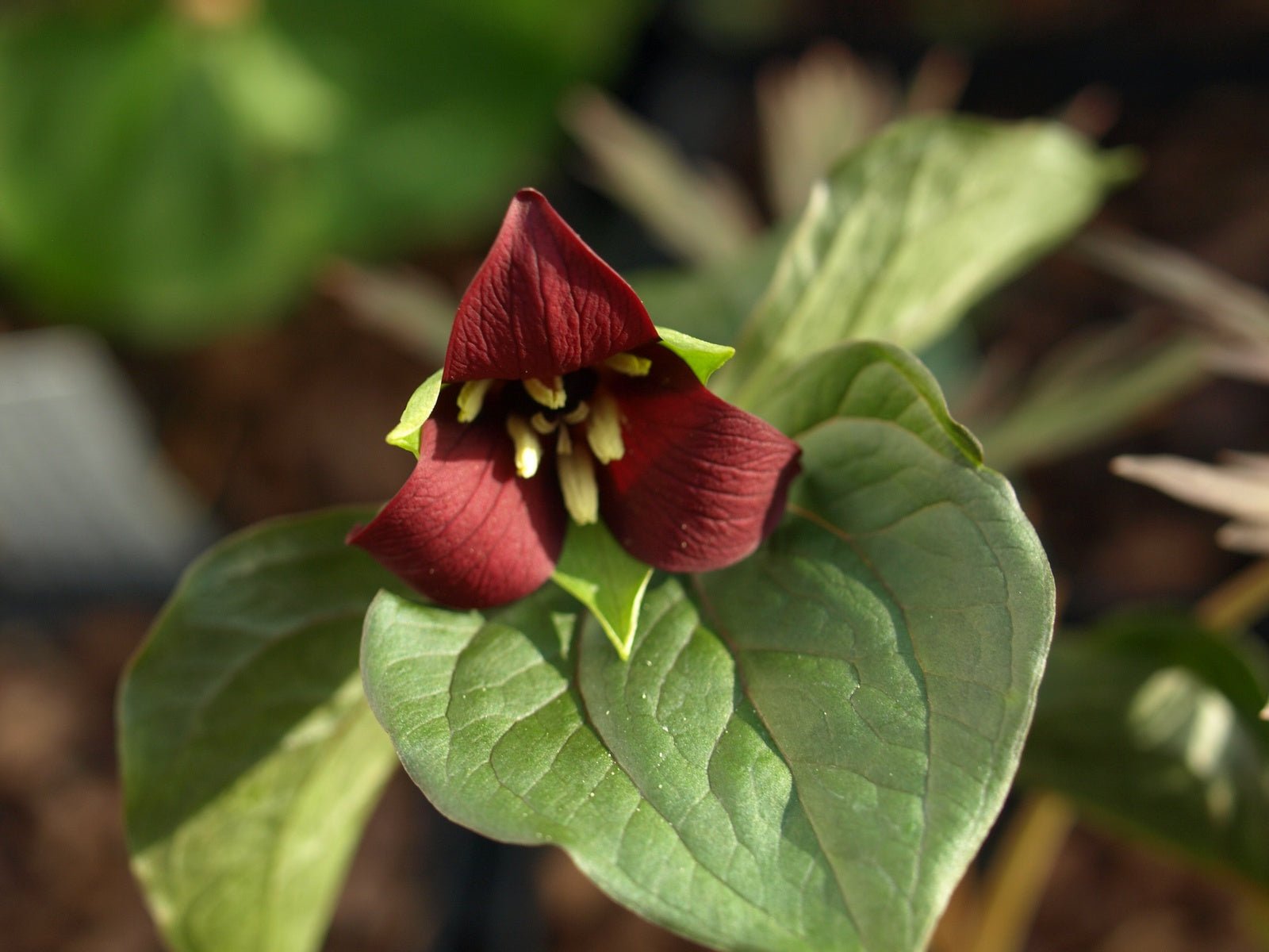 Trillium erectum f.rubrum - Herrenkamper Gärten - Pflanzenraritäten