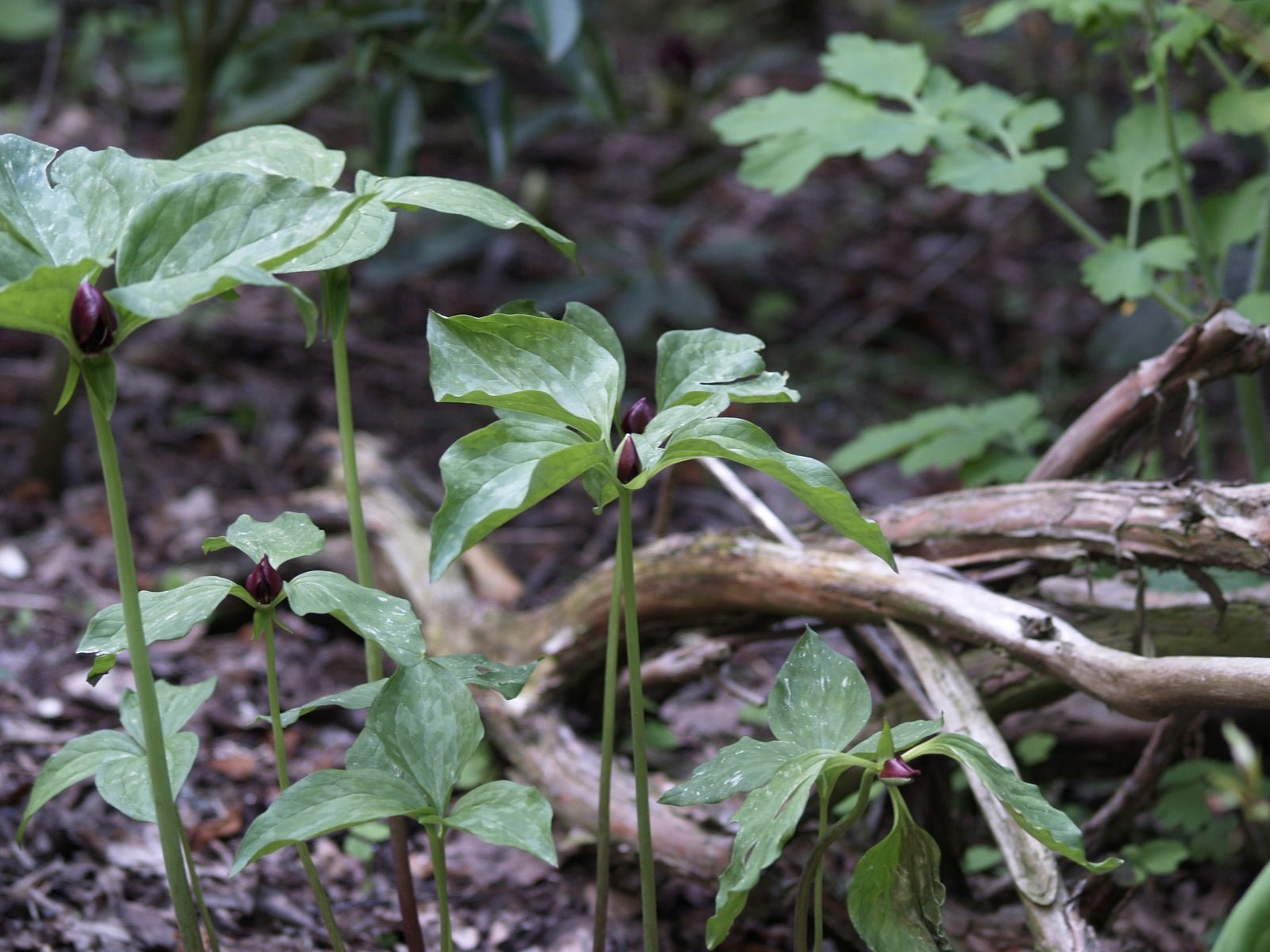 Trillium recurvatum - Herrenkamper Gärten - Pflanzenraritäten
