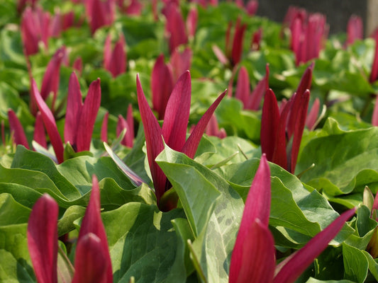Trillium sessile - Herrenkamper Gärten - Pflanzenraritäten