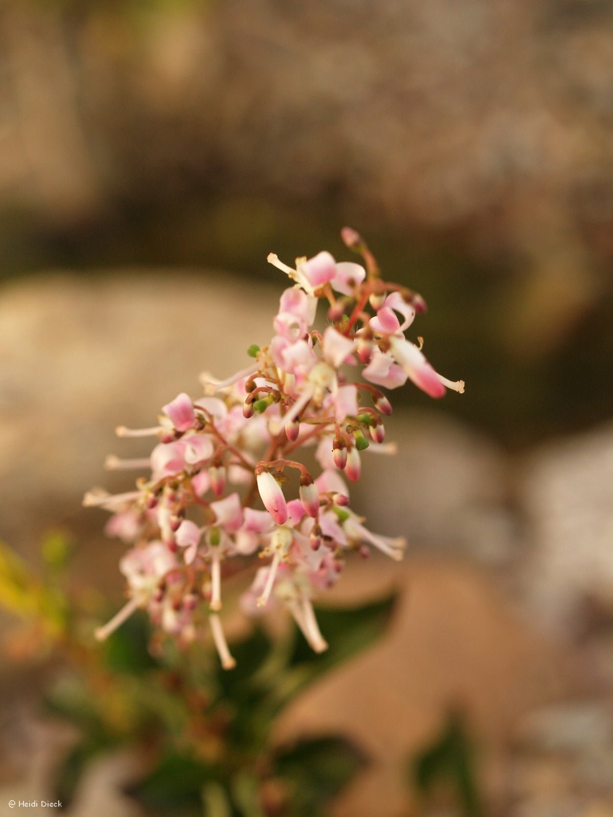 Tripeteleia paniculata (syn: Elliotia paniculata) - Herrenkamper Gärten - Pflanzenraritäten