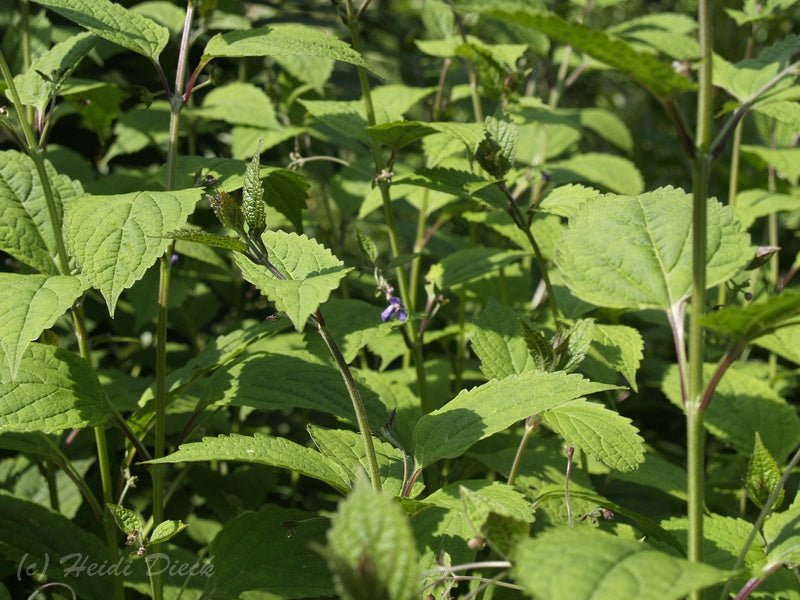 Tripora divaricata (syn.Caryopteris) - Herrenkamper Gärten - Pflanzenraritäten