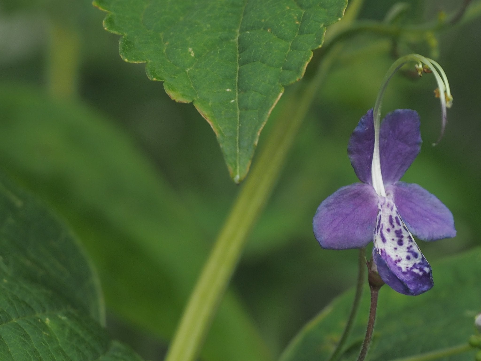 Tripora divaricata (syn.Caryopteris) - Herrenkamper Gärten - Pflanzenraritäten