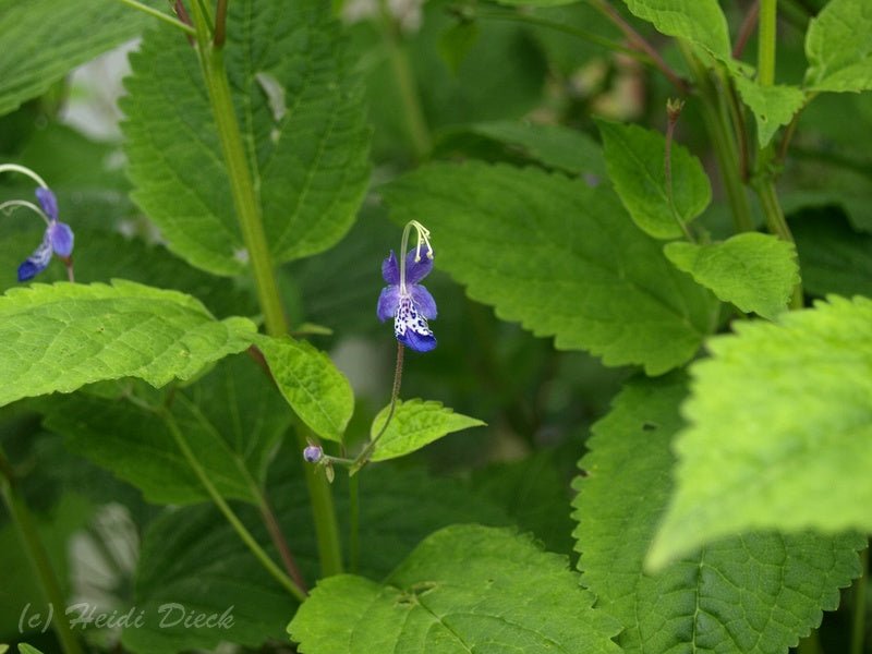 Tripora divaricata (syn.Caryopteris) - Herrenkamper Gärten - Pflanzenraritäten