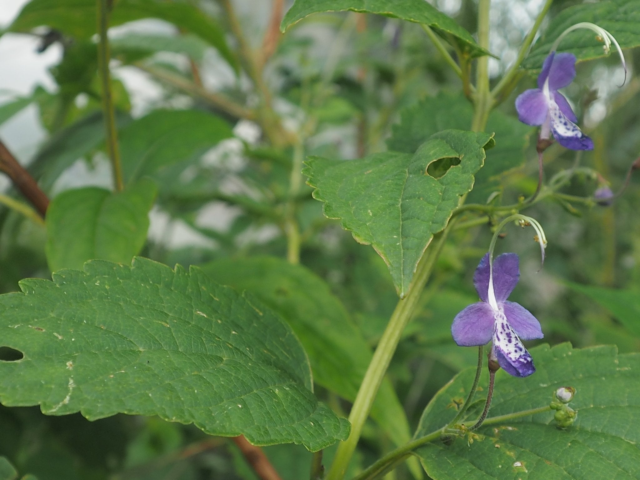 Tripora divaricata (syn.Caryopteris) - Herrenkamper Gärten - Pflanzenraritäten