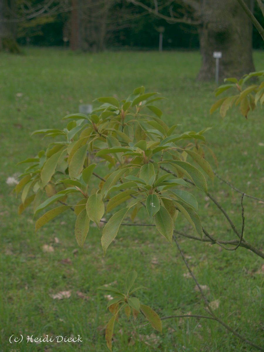 Trochodendron aralioides - Herrenkamper Gärten - Pflanzenraritäten