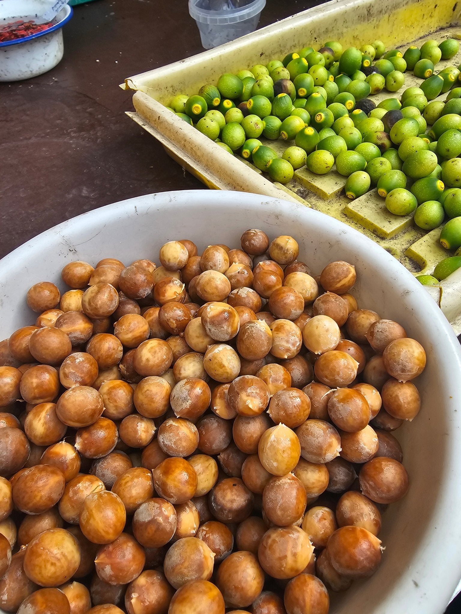 Umbellularia californica - Saat - Herrenkamper Gärten - Pflanzenraritäten