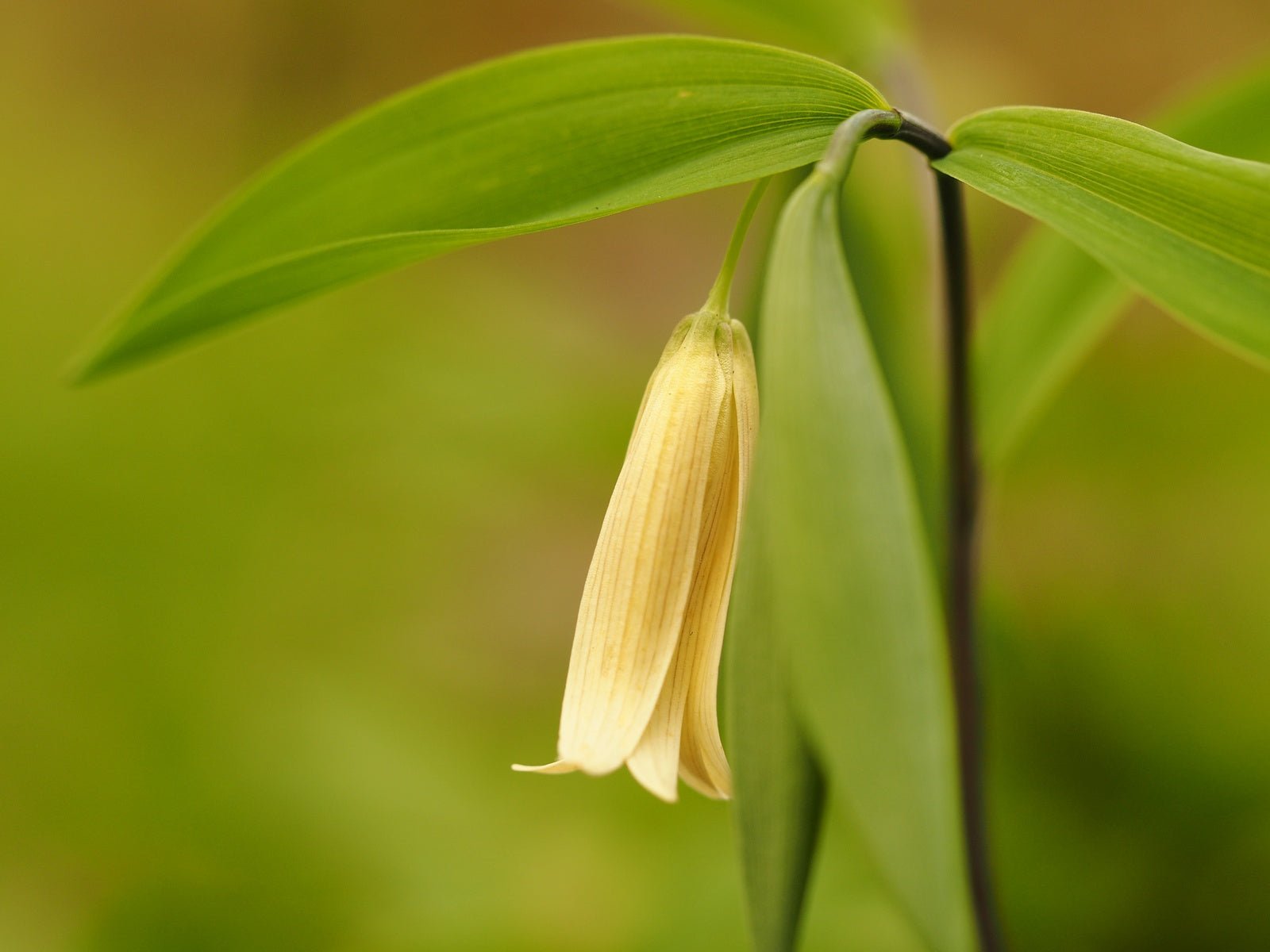 Uvularia sessilifolia - Herrenkamper Gärten - Pflanzenraritäten
