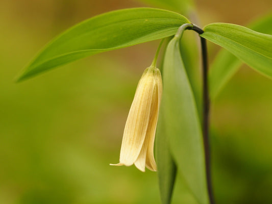 Uvularia sessilifolia - Herrenkamper Gärten - Pflanzenraritäten