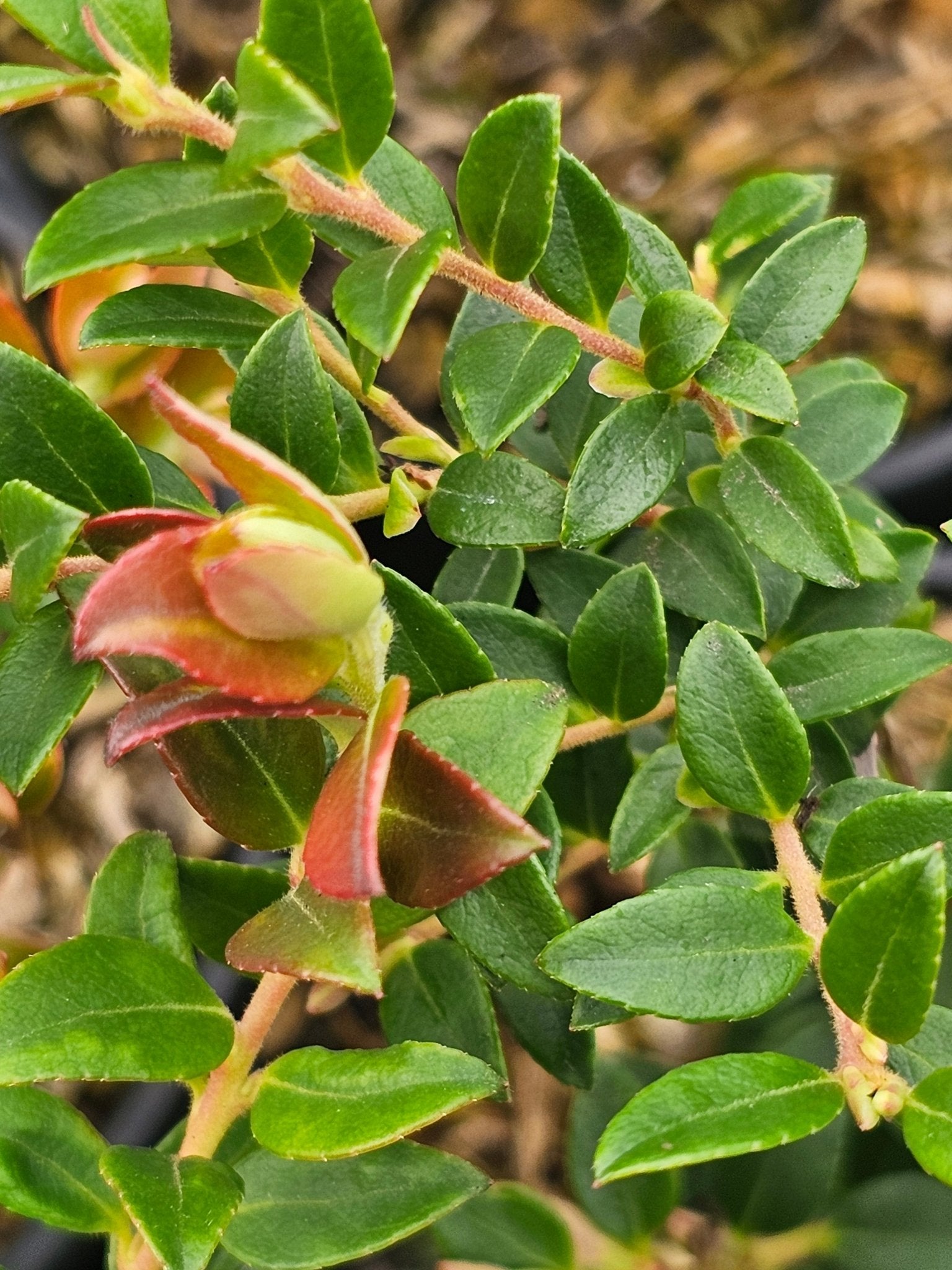 Vaccinium floribundum - Herrenkamper Gärten - Pflanzenraritäten