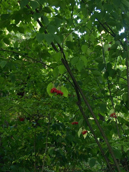 Viburnum betulifolium - Herrenkamper Gärten - Pflanzenraritäten