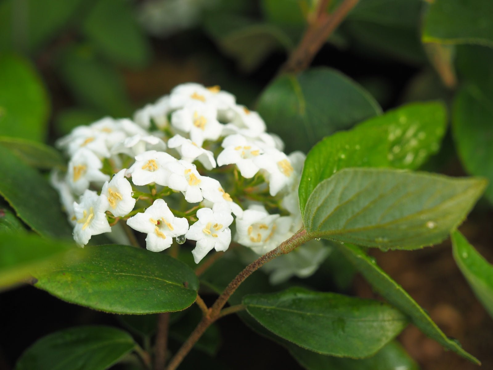 Viburnum burkwoodii 'Anne Russell' - Herrenkamper Gärten - Pflanzenraritäten